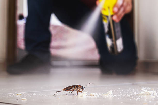 Best Local Pest Control Services  in Stevensville, MI
